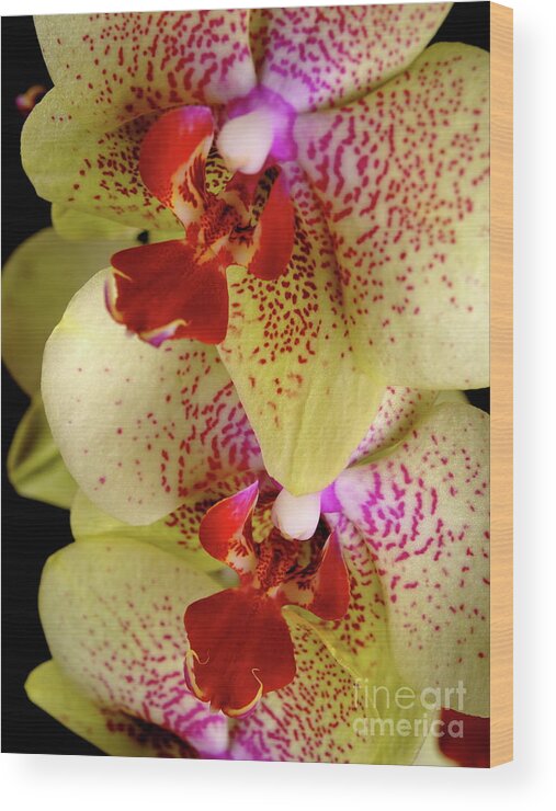 Nature Wood Print featuring the photograph Yellow Orchid #2 by Dariusz Gudowicz
