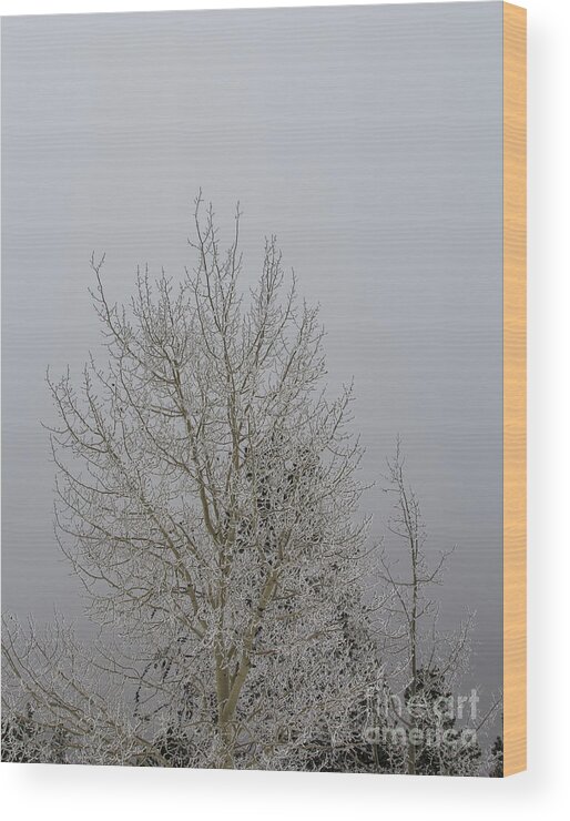 Winter Wood Print featuring the photograph 14 Degrees by Steven Parker