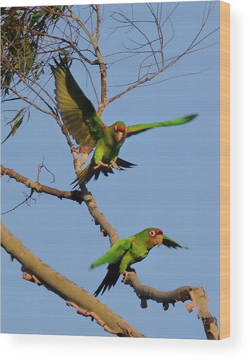 Parrots Wood Print featuring the photograph Parrots by Marc Bittan