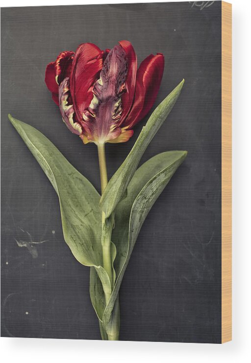 Tulip Wood Print featuring the photograph Tulip #2 by Nailia Schwarz