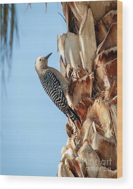 Bird Wood Print featuring the photograph Gila Woodpecker #3 by Robert Bales