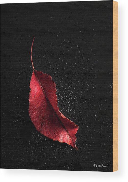 Autumn Wood Print featuring the photograph Autumn Leaf #4 by Alexander Fedin