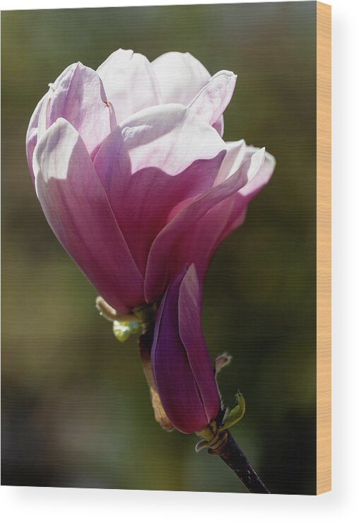Magnolia Wood Print featuring the photograph Magnolia #45 by Robert Ullmann