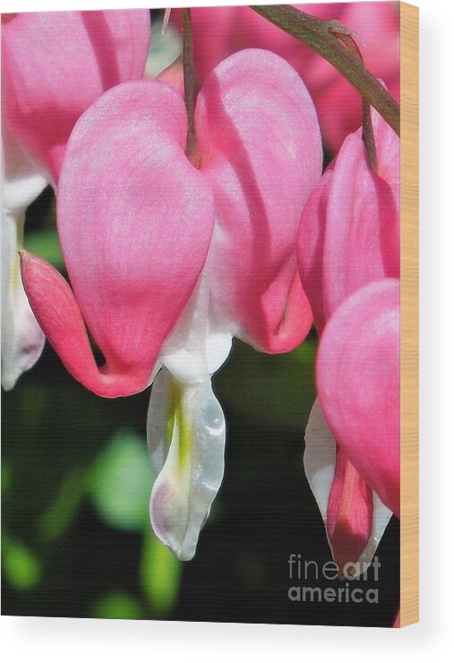Bleeding Heart Wood Print featuring the photograph A Bleeding Heart by Chad and Stacey Hall