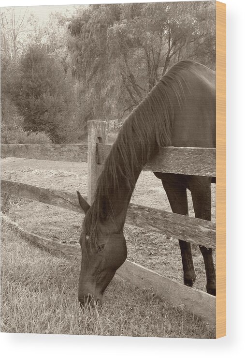 Horse Wood Print featuring the photograph A Little Stretch by Gordon Beck