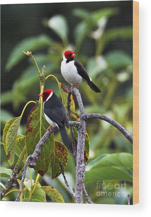 A Pair Of Redheads Wood Print featuring the photograph A Pair of Redheads by Jennifer Robin