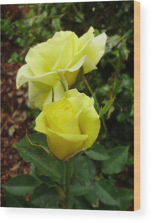Roses Wood Print featuring the photograph A Perfect Pair by Anjel B Hartwell