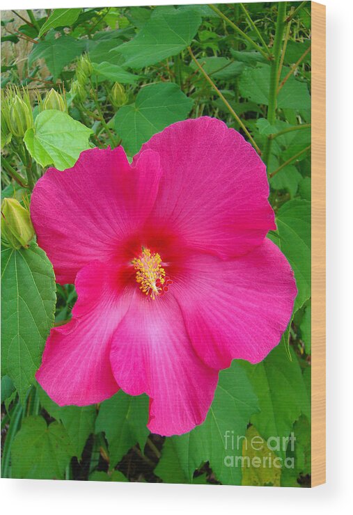 Hibiscus Wood Print featuring the photograph A Pink That Pops by Sue Melvin