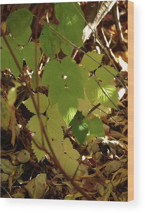 Fall Wood Print featuring the photograph A Plant's Various Colors Of Fall by DeeLon Merritt