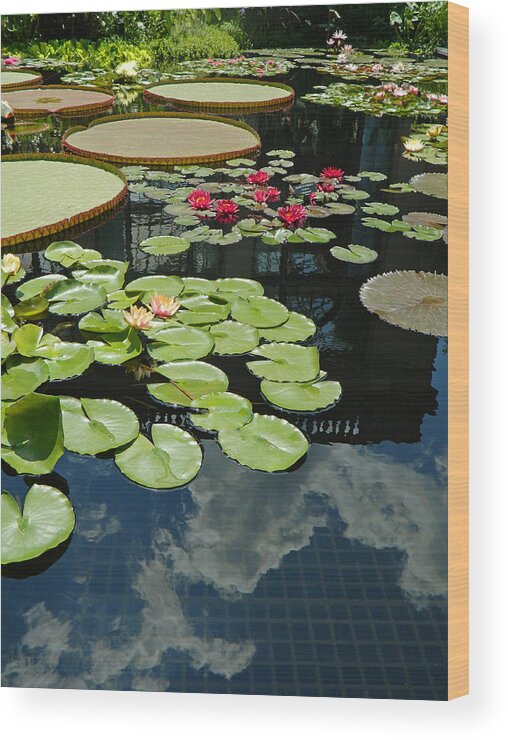 Pond Wood Print featuring the photograph A Pond Of Beauty by Emmy Marie Vickers