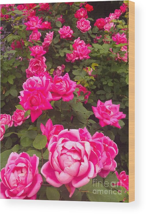 Roses Wood Print featuring the photograph A Rose By Any Other Name by Beth Saffer