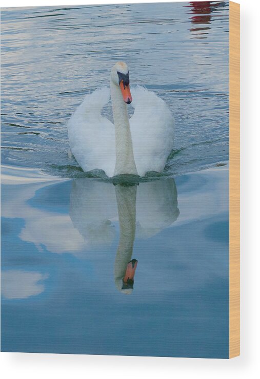 Swan Wood Print featuring the photograph A Swan in the Clouds by Mark Egerton