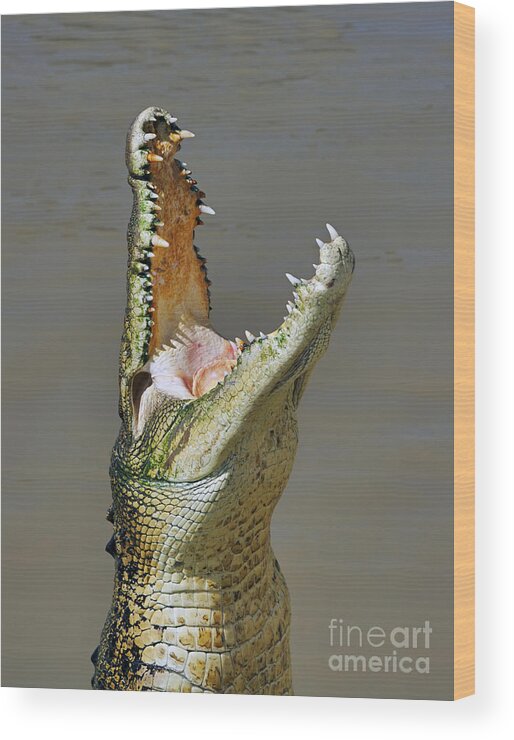 Adelaide River Crocodile Northery Territory Australia Australian Wildlife Reptile Jaws Feeding Leap Wood Print featuring the photograph Adelaide River Crocodile by Bill Robinson