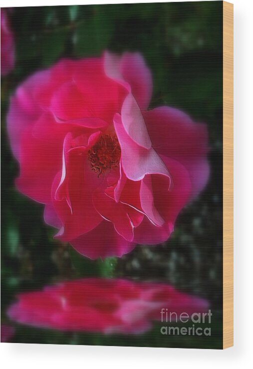 Pink Wood Print featuring the photograph Adoration by Elfriede Fulda