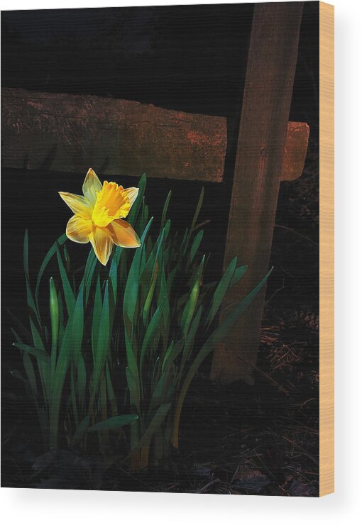 Daffodil Wood Print featuring the photograph Alone In The Dark by Mark Fuller