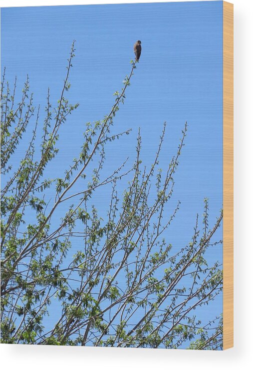  Falcons Wood Print featuring the photograph American Kestrel atop Pecan Tree by Judy Kennedy