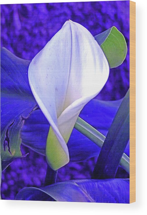 Lily Wood Print featuring the digital art An emerging Lady - Lily by Joseph Coulombe
