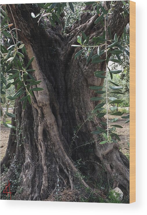 Colette Wood Print featuring the photograph Ancient Old Olive Tree Spain by Colette V Hera Guggenheim