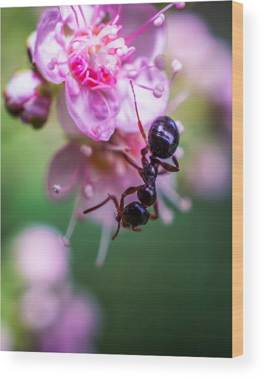 Ant On The Pink Flower Wood Print featuring the photograph Ant on the pink flower by Lilia D