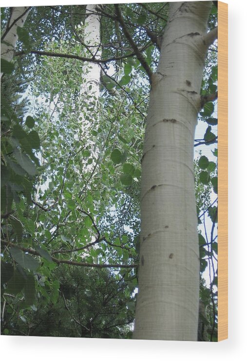 Aspen Wood Print featuring the photograph August Arrival by Judith Lauter
