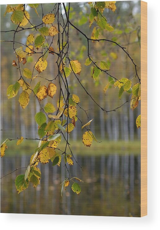 Lehtokukka Wood Print featuring the photograph Autumn by Jouko Lehto