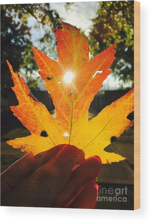 Autumn Wood Print featuring the photograph Autumn Maple Leaf by Alice Terrill