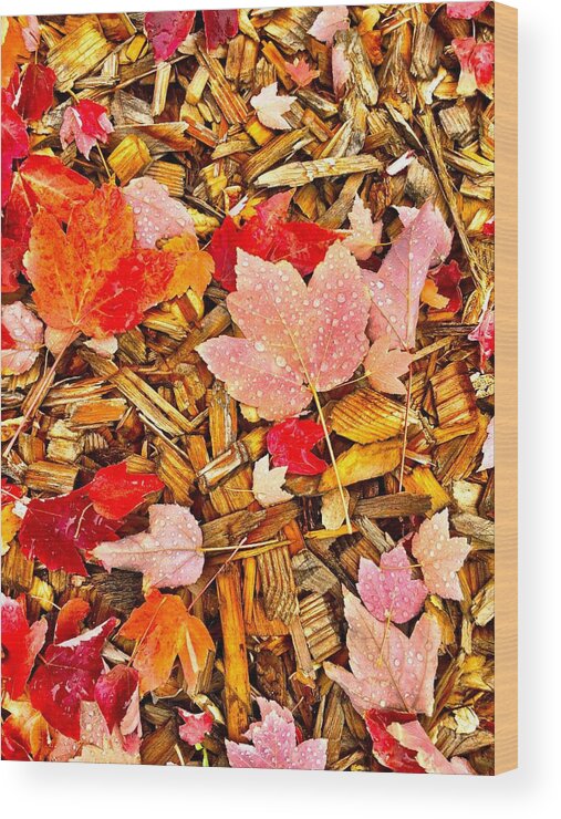 Dew Drops Wood Print featuring the photograph Autumn Potpourri by Brad Hodges