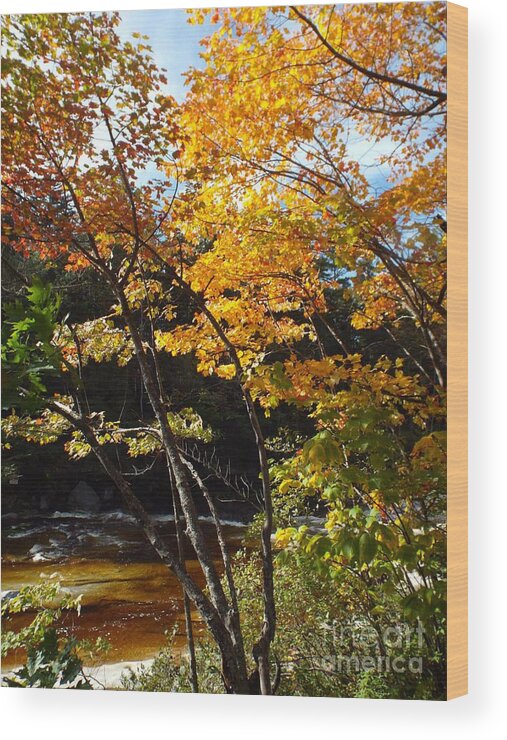 Autumn Wood Print featuring the photograph Autumn River by Barbara Von Pagel