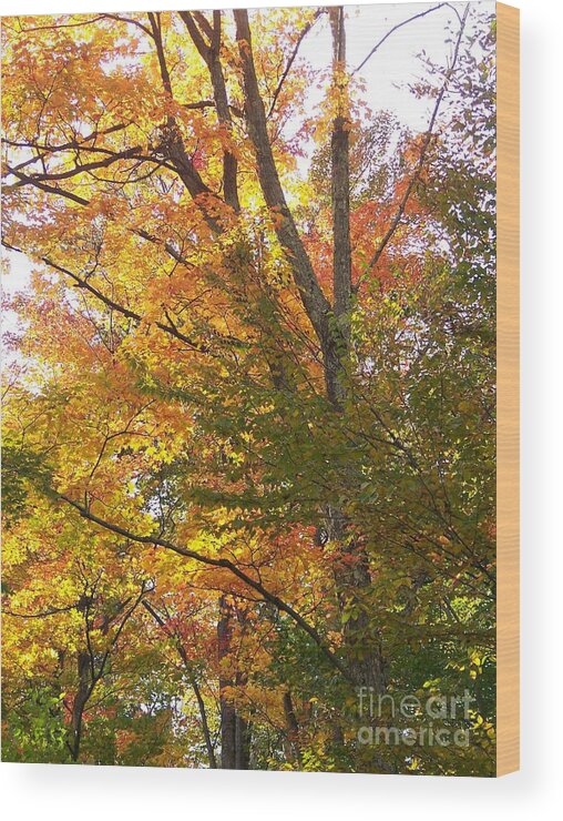 Autumn Wood Print featuring the photograph Autumn's Gold - Photograph by Jackie Mueller-Jones