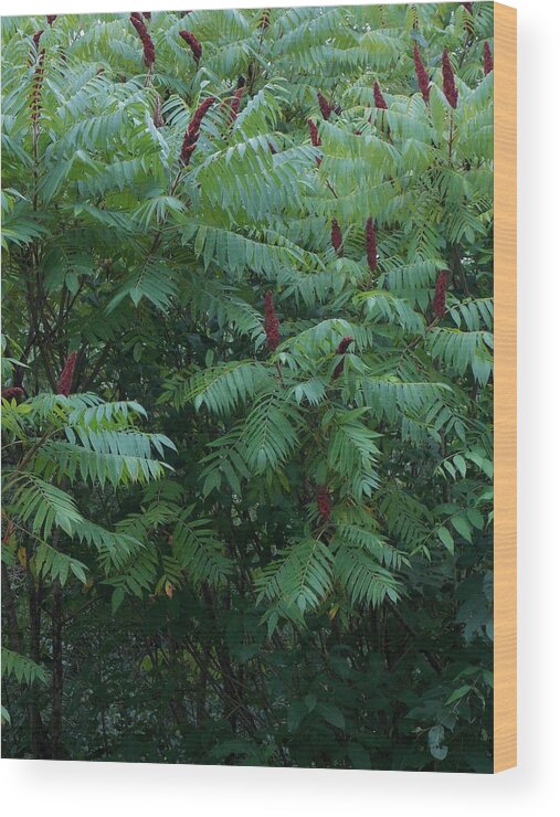 Guy Ricketts Photography Wood Print featuring the photograph Awaiting the Sumac by Guy Ricketts