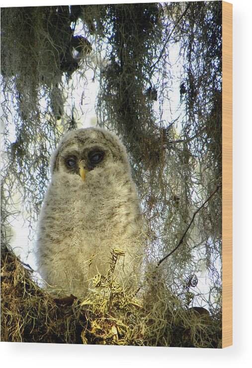 Owl Wood Print featuring the photograph Baby Barred Owl 002 by Christopher Mercer