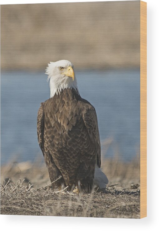 Loree Johnson Wood Print featuring the photograph Bald Eagle in the Wind by Loree Johnson