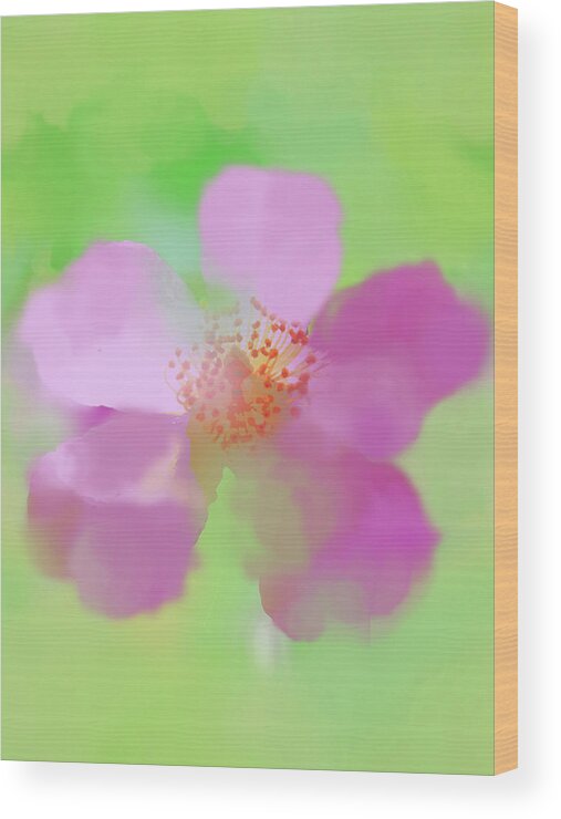 Floral Wood Print featuring the digital art Ballerina Rose Watercolorish by Susan Lafleur