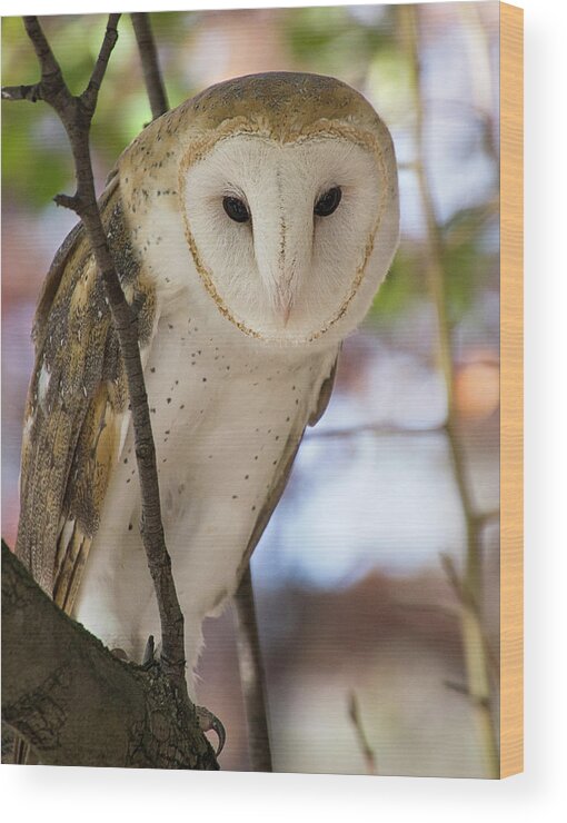 Bird Wood Print featuring the photograph Barn Owl by Karen Smale