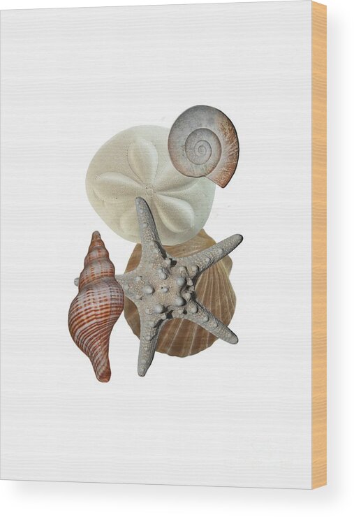 Shells; Sea Shells; Sea Biscuit; Sea Creature; Sea Life; Starfish; Knobby Starfish; Beach Bounty; Beach Find; Beach Theme; Beach Decor; Beachy; Shell Collage; Sand Dollar Wood Print featuring the photograph Beach Bounty by Judy Hall-Folde