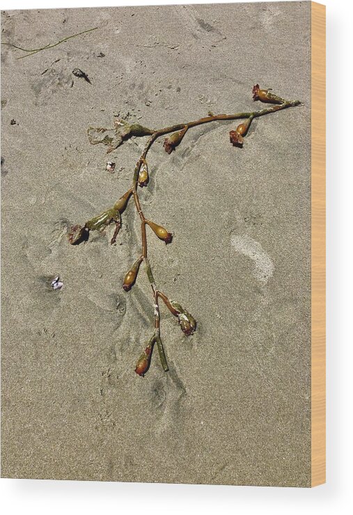 Seaweed Wood Print featuring the photograph Beached Seaweed by Dina Calvarese