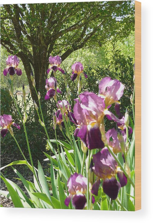 Bearded Iris Hiding Under The Plum Tree Wood Print featuring the pyrography Bearded Iris by Holly Way