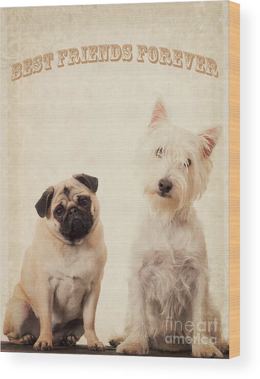 Bff Wood Print featuring the photograph Best Friends Forever by Edward Fielding