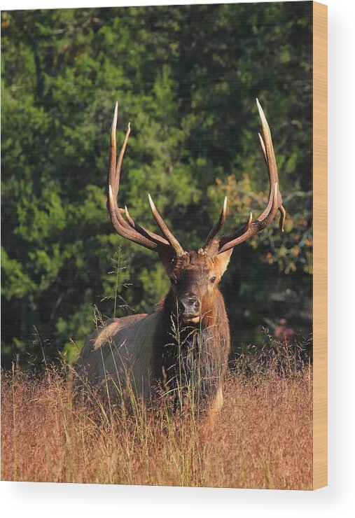 Big Bull Elk Wood Print featuring the photograph Big Bull Elk Up Close in Lost Valley by Michael Dougherty