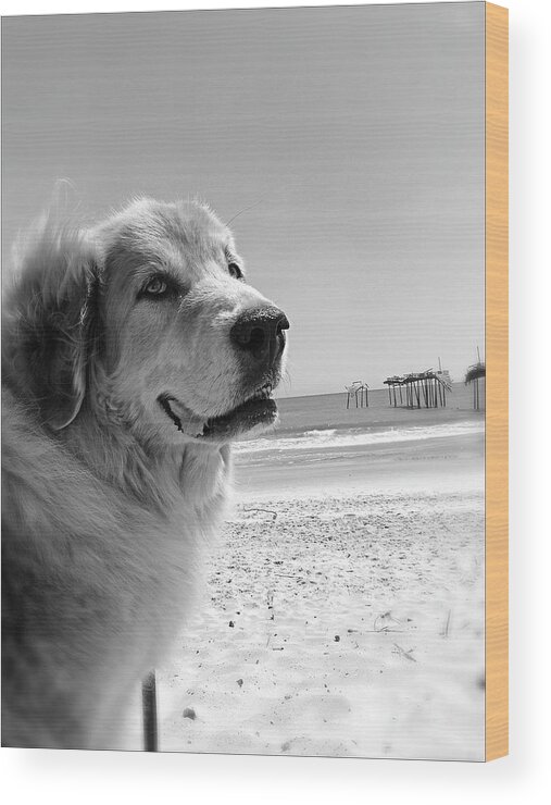 Dog Wood Print featuring the photograph Big Dog at the Frisco Pier by AnneMarie Welsh