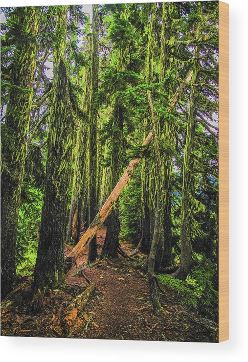 Art Wood Print featuring the photograph Blocked Trail by Jason Brooks