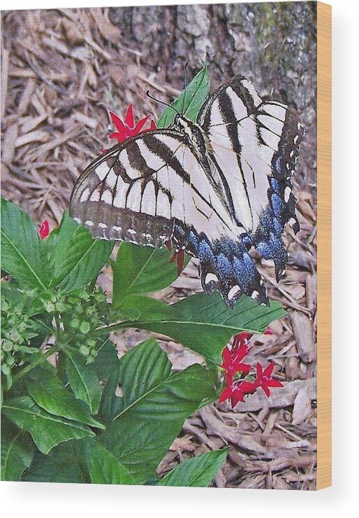 Blue And White And Black Butterfly Wood Print featuring the photograph Blue Ridge Butterfly by Patricia Clark Taylor
