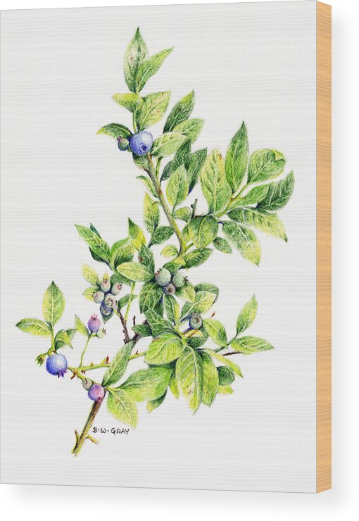 Blueberry Wood Print featuring the drawing Blueberry Branch by Betsy Gray