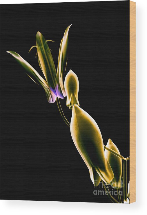 Art Wood Print featuring the digital art Botanical Study 1 by Brian Drake - Printscapes