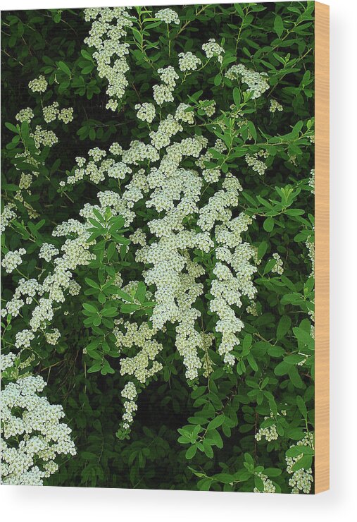 Bridal Wreath Wood Print featuring the photograph Bridal Wreath by Shirley Heyn