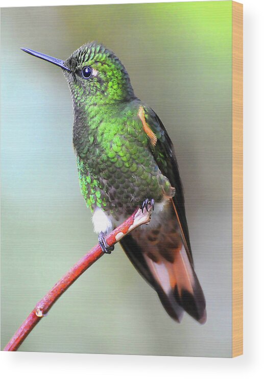 Buff Wood Print featuring the photograph Buff Hummingbird by Ted Keller