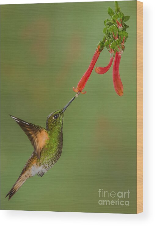 Andes Wood Print featuring the photograph Buff-tail Coronet feeding from Trumpet Honeysuckle by Jerry Fornarotto