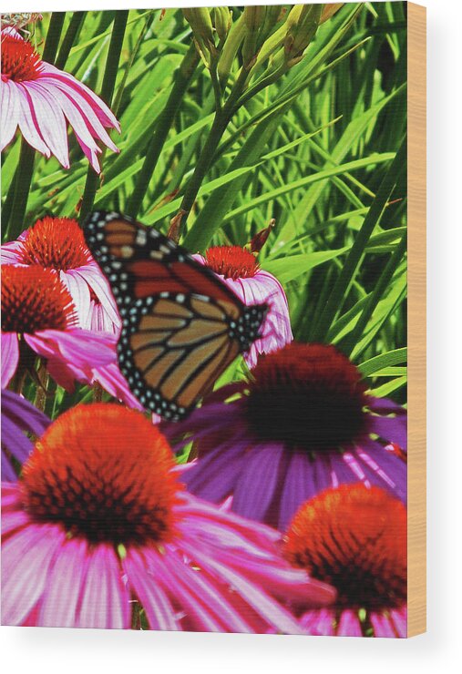 Butterfly Wood Print featuring the photograph Butterfly 1 by Ron Kandt