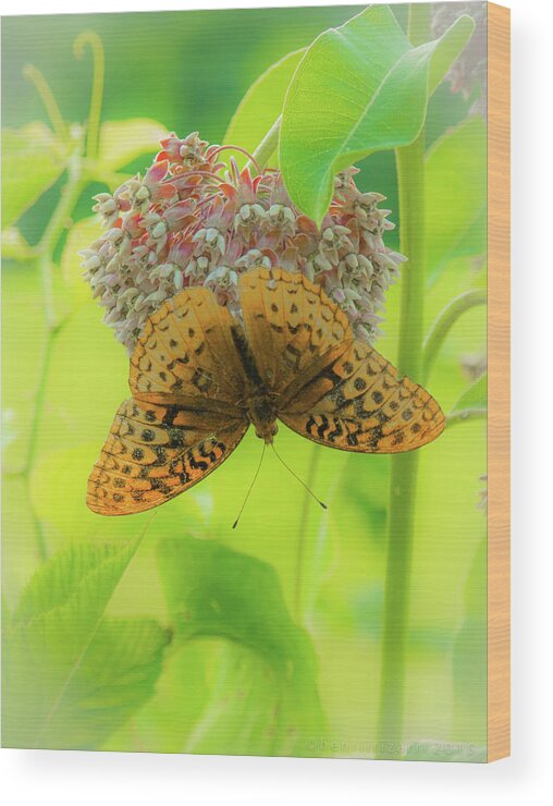 Butterfly Wood Print featuring the photograph Butterfly On Wild Flower by Henri Irizarri