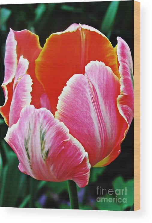 Tulip Wood Print featuring the photograph Candy Pink Tulip by Sarah Loft